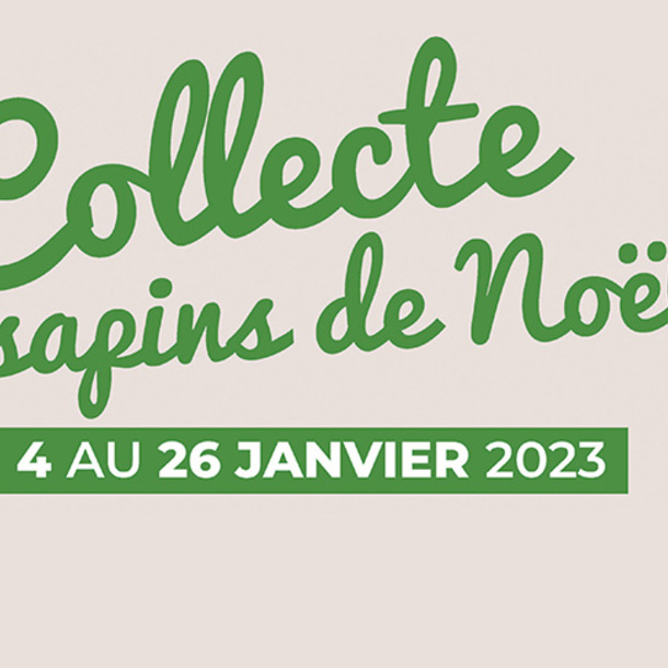 Collecte de sapins de Noël